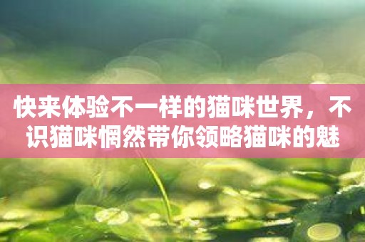 快来体验不一样的猫咪世界，不识猫咪惘然带你领略猫咪的魅力！